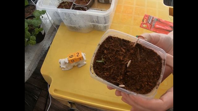 Всходы перцев #перец#всходы#март#pepper_shoots смотреть онлайн