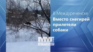 В междуреченск прилетели собаки