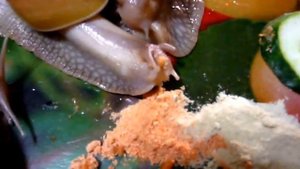 Эксклюзивные корма для улиток. Зерно-каше-смеси, кальций, грунт и другое.