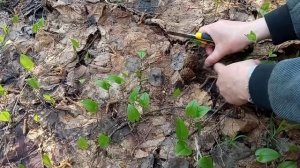 Это просто сказка какая-то! Собираем сморчковые шапочки.