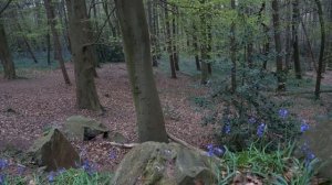 4K HD - Dawn Chorus of a Bluebell Forest. | NO LOOP |  Nature Ambience