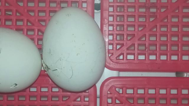 вылупляется цыплёнок из яйца# рождение 🐣# появление цыплёнка