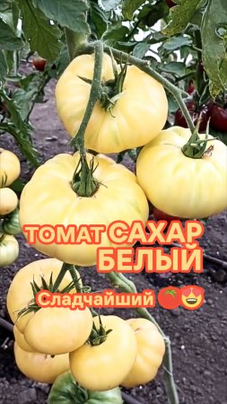 Томат альбинос! Редкий и сладкий!