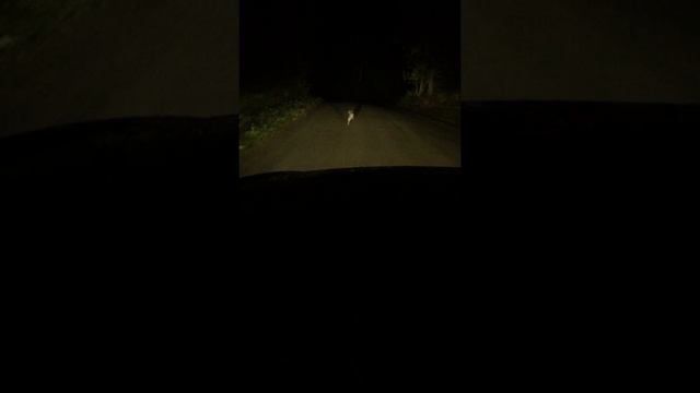 Ночное видение Audi