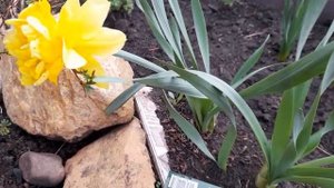 #нарцисс #махровый #ДикВилден / Нарцисс  махровый Дик Вилден ( лат.  nurcissus Dick Wilden)