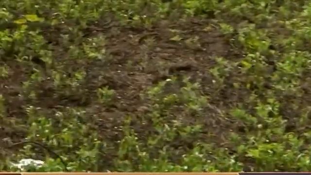 ПАРАDOGSЫ: КОГДА ЦВЕТЕТ ПАПОРОТНИК смотреть онлайн