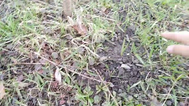 Переезд сада!!! Как пересадить вишню весной на новое место смотреть онлайн