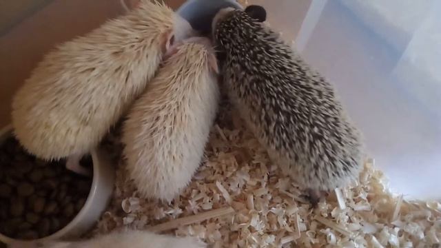 Карликовые ежата пьют воду смотреть онлайн