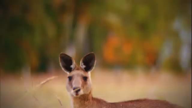 Природа, видео для детей и взрослых. Класс! смотреть онлайн