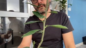 Мандарин, обрезка в первый год после посадки