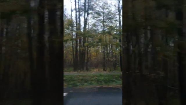 От Лесного до Светлогорска рукой подать  #клипернедвижимость