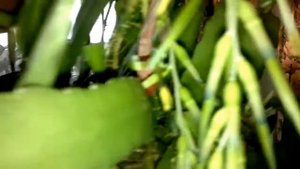 от начала и до конца цветение бильбергии