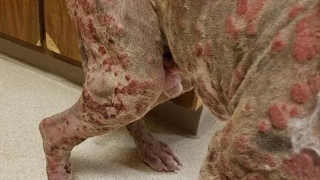 Хозяева бросили его после того, как его ужалили тысячи пчел. ТОЛЬКО ВЗГЛЯНИТЕ, КАК ИЗМЕНИЛСЯ ОН. смотреть онлайн