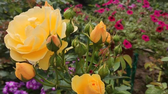 Непрерывноцветущие розы Дэвида Остина  в   моем  саду. English  roses in garden.