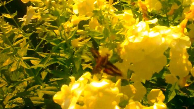 Бражник, редкое насекомое гиганский мотылёк! смотреть онлайн