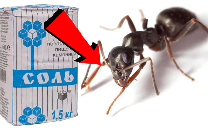 Как быстро избавиться от муравьёв За 3 Секунды!!!