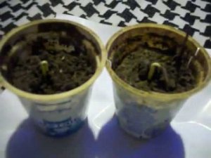 Улучшенный способ посадки ХУРМЫ семенами