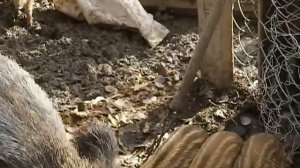 Дикая свинья с поросятами