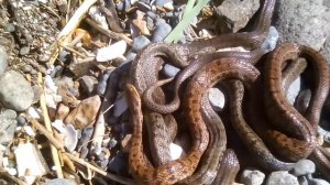 Клубок змей в бухте Емар, 9.09.2018.