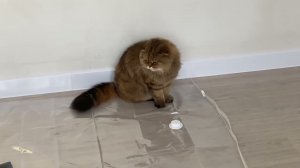 Наша КОШКА понимает человеческую РЕЧЬ!!!