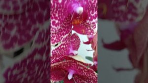 Обильное цветение моих орхидей Sesame и Red Sesame.