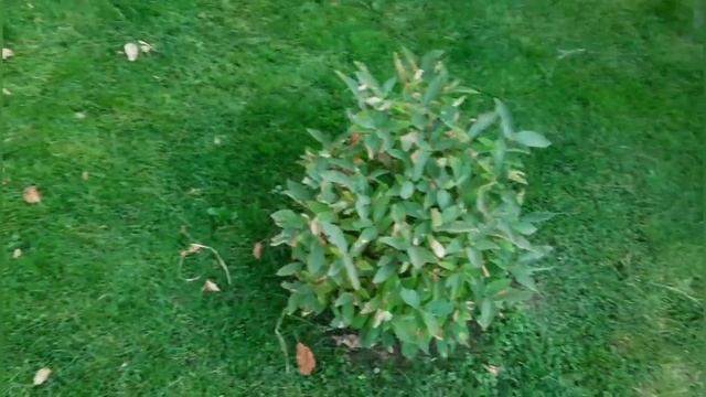 ШОК!!! Долгожданный обзор на расстояние между двумя кустами жимолости!!! (встретили а4)! смотреть онлайн