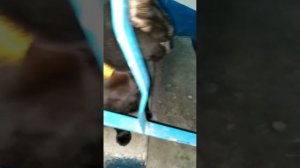 НАШИ ДОБРЫЕ СЕРДЦА . ИНГА ХОСРОЕВА . ВЕДЬМИНА ИЗБА ?