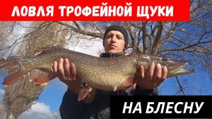 Трофейная щука на спиннинг.  Ловля трофейной щуки на блесну