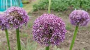 Allium giganteum, the Giant Ornamental Onion, the tallest Allium species for gardens in USDA 5  to