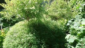 Топиарная стрижка спиреи серебристой