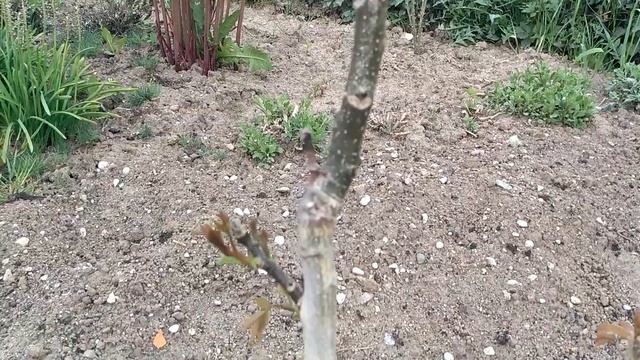 грецкий орех сорт Идеал на 19052021 смотреть онлайн