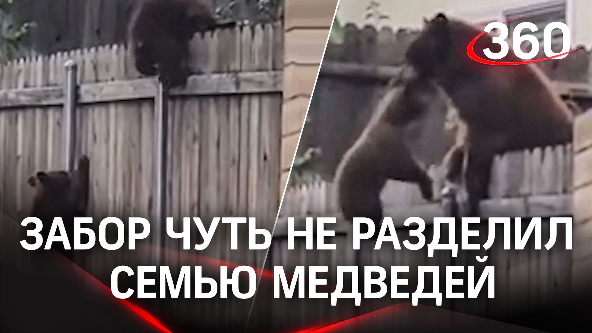 Семья медведей: забор разлучил детей с мамой - ей это не понравилось!