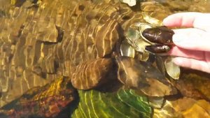 Собираю на Волге красивые камни. Расскажу куда их можно использовать