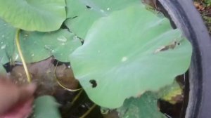 Сравниваем лотос и нимфею.