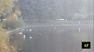 ЛЕБЯЖЬЯ ЛЮБОВЬ Советы В ПОЛНОЛУНИЕ Светлана ВЕДА