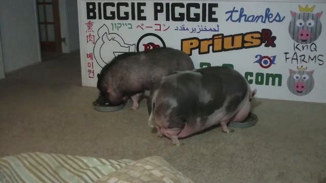 Biggie Piggie Vs Private Selection Van Gogh Gouda v2.0.com смотреть онлайн