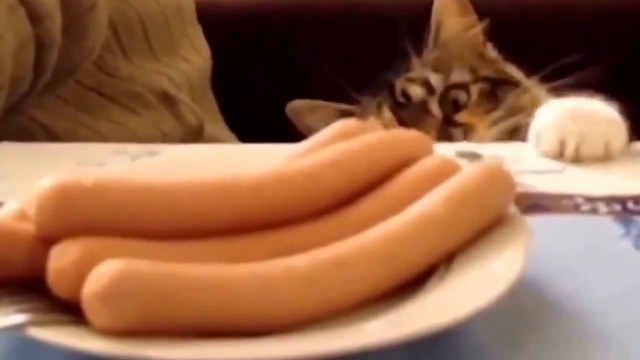 Смешные_коты