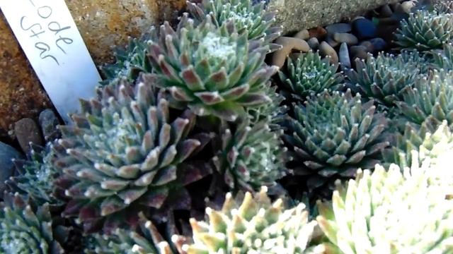 Sempervivum 'Lodestar'