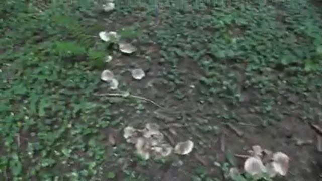 КOCУЛИ Разбегаются. Тихая ОХОТА. 11 октября 2020г. смотреть онлайн