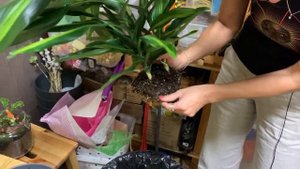 Пересадка Драцены Цинто - как пересадить правильно после покупки