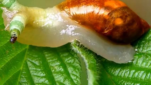 Такие забавные улитки смотреть онлайн