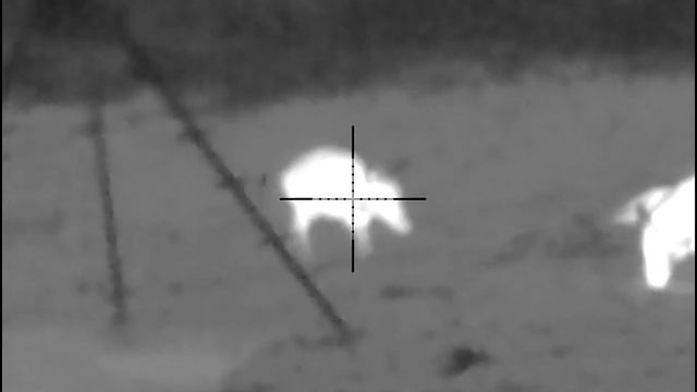 Hog Hunting Pulsar Thermion 2 xq38 Blaser r8 308win смотреть онлайн