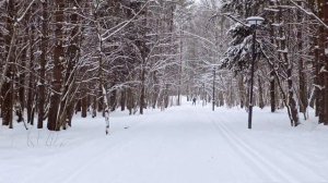 Мещерский лес | Инфраструктура района | ПИК