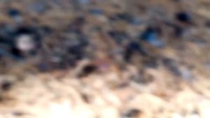 Сбор грибов. Волгоградская область, Иловлинский район. 13 октября