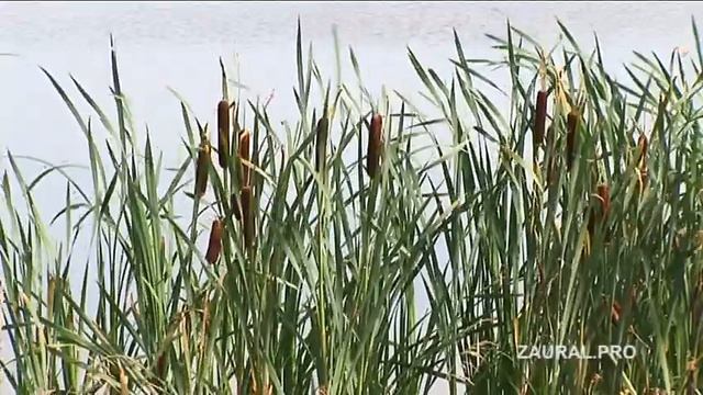 Озеро Окуневское. Курганская область. смотреть онлайн