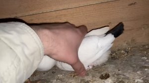 По Голубиному Хозяйству беглый осмотр Бакинские Голуби 2023