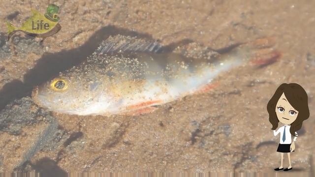 У какой рыбы в апреле жор? Какую рыбу ловить в апреле? Кто клюет в апреле? смотреть онлайн