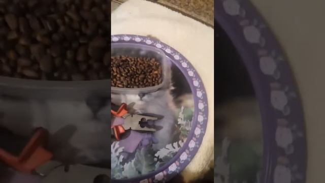 Как легко очистить кедровые орешки :-)