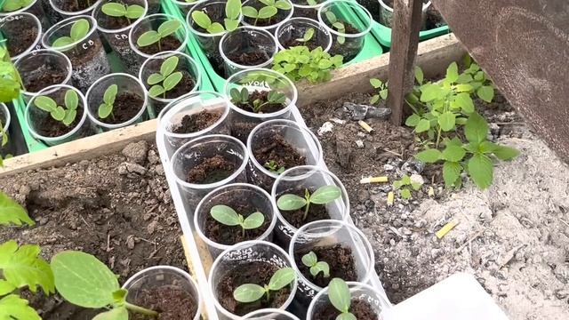 Обзор рассады в теплицах. Томаты после посадки в грунт. смотреть онлайн