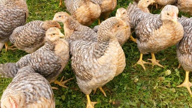 Новые цыплята Билефельдер от нового петушка ... смотреть онлайн